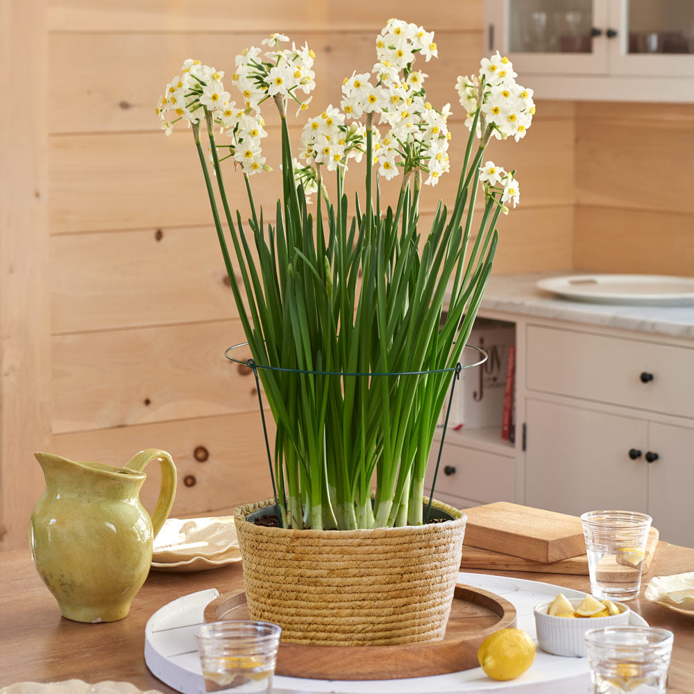 Paperwhite 'Wintersun' Kit with large natural jute basket