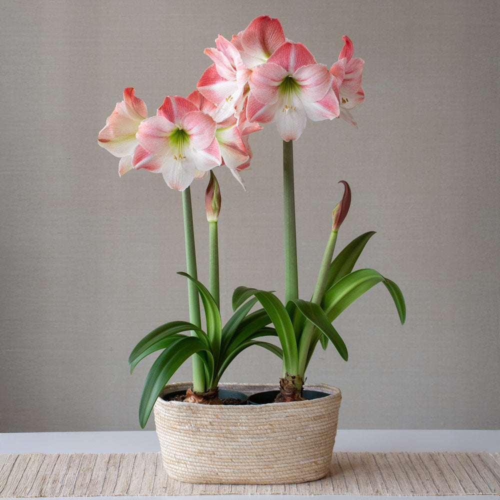 Amaryllis 'Apple Blossom,' two nursery pots in natural jute basket