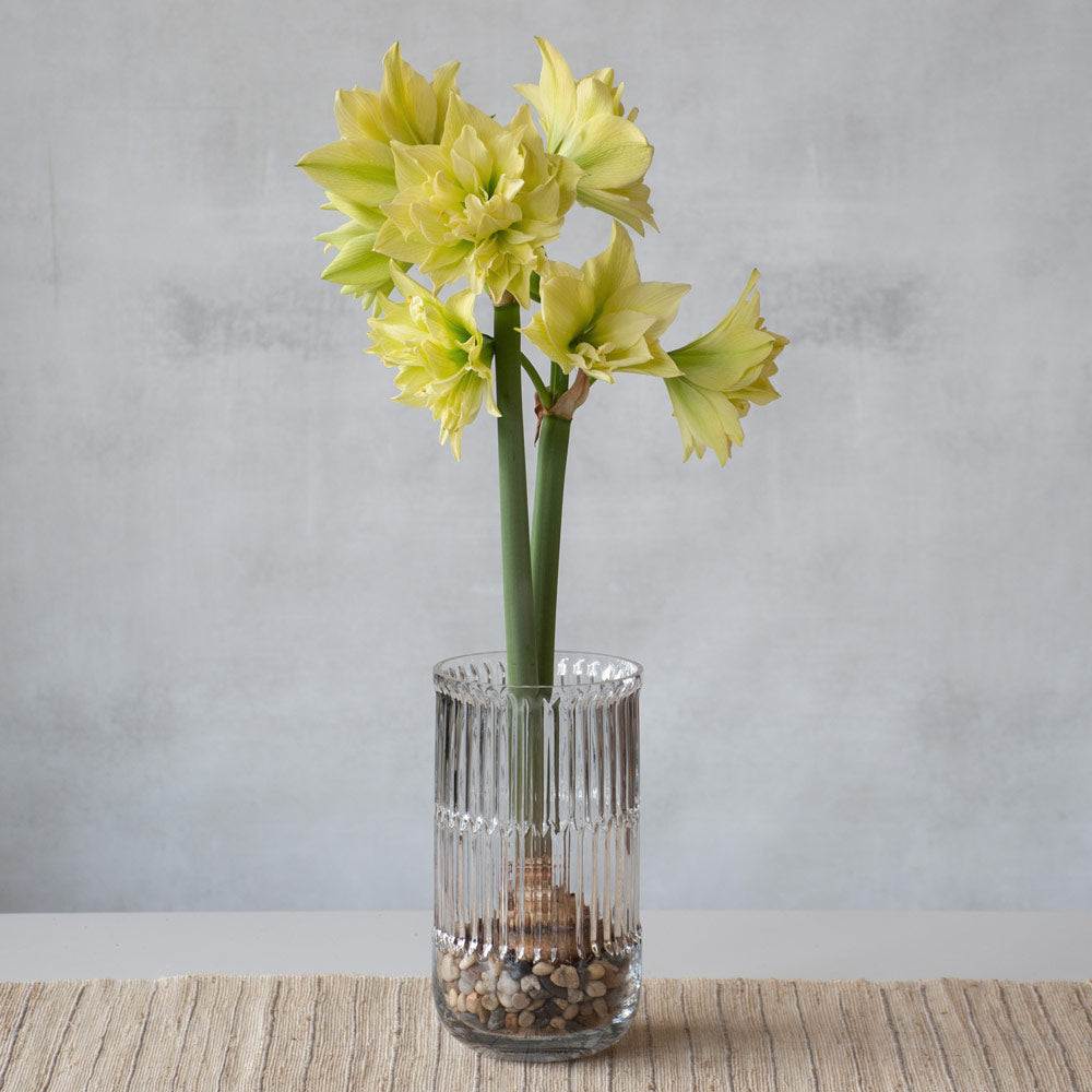 Amaryllis 'Yellow Crown,' one bulb with ribbed glass vase kit
