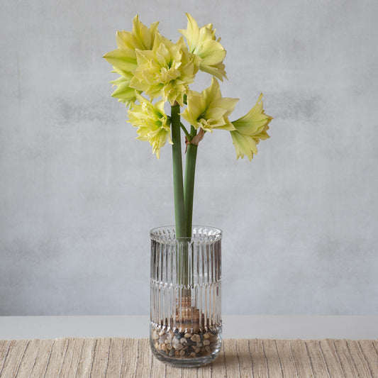 Amaryllis 'Yellow Crown,' one bulb with ribbed glass vase kit