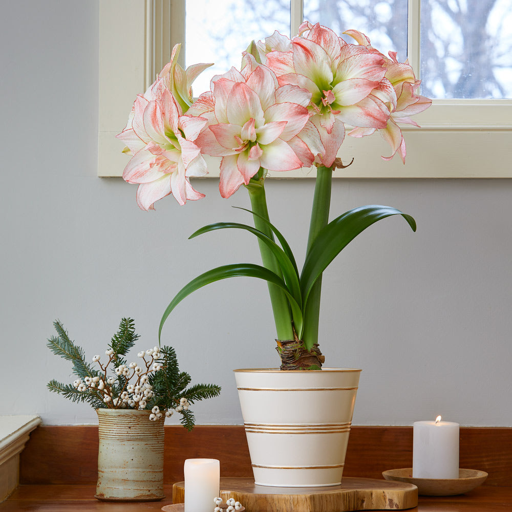 Amaryllis 'Aphrodite,' one bulb in cream tin