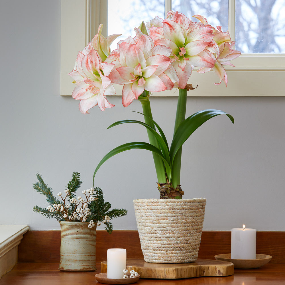 Amaryllis 'Aphrodite,' one bulb in natural jute basket