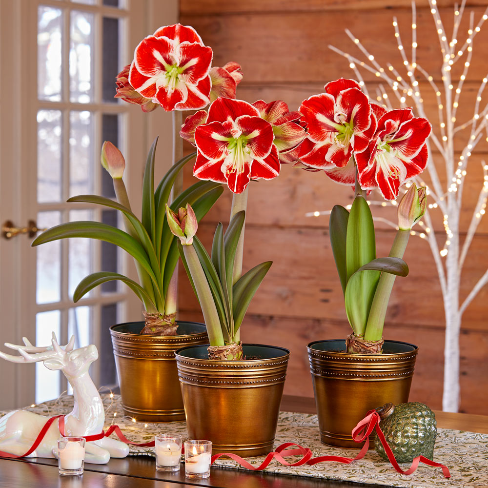 Bicolor Amaryllis Gifts to 3 Different Addresses