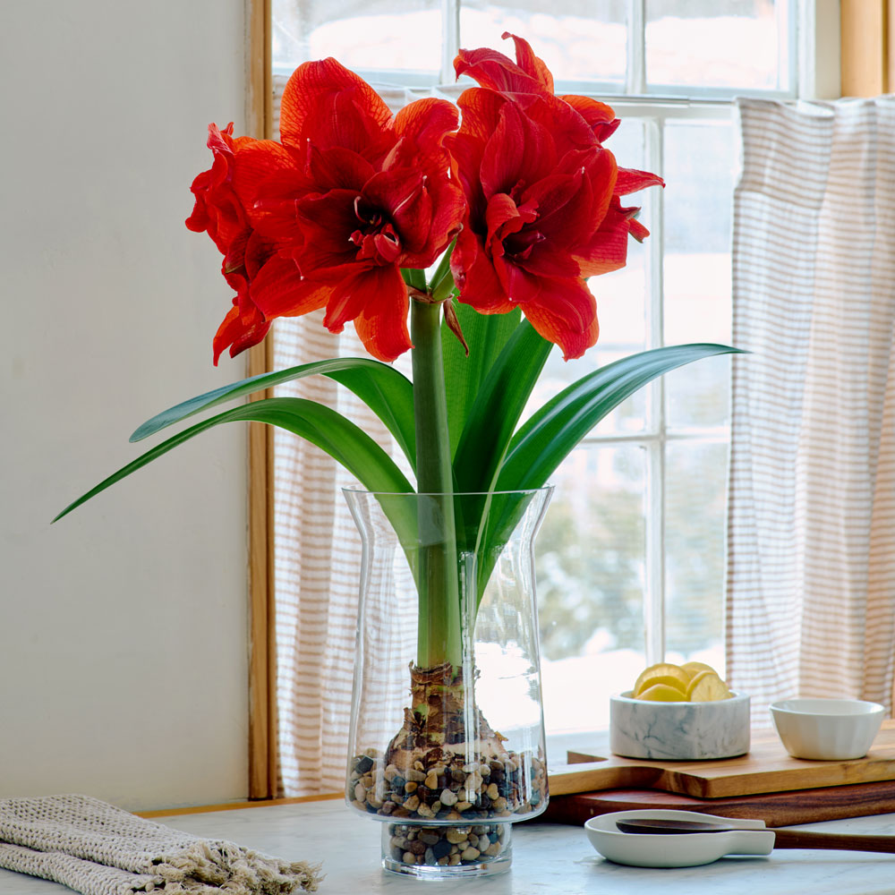Amaryllis 'Cherry Nymph,' one bulb with tapered hurricane vase kit