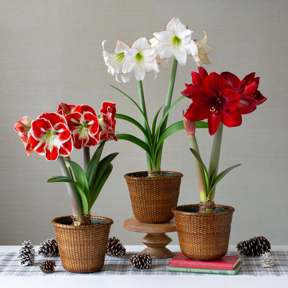 Classic Trio of Amaryllis