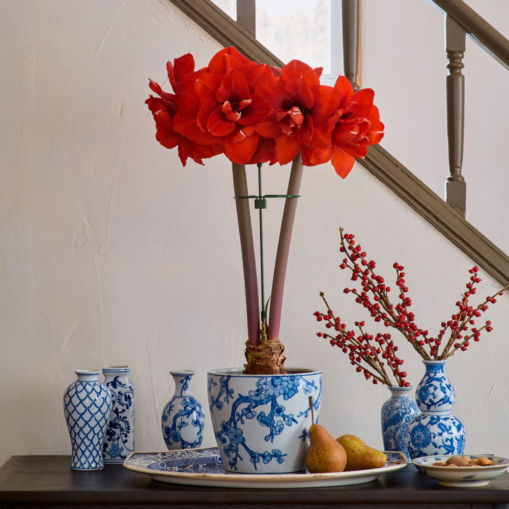 Amaryllis 'Double King,' one bulb and Dynasty Chinoiserie Cachepot Kit