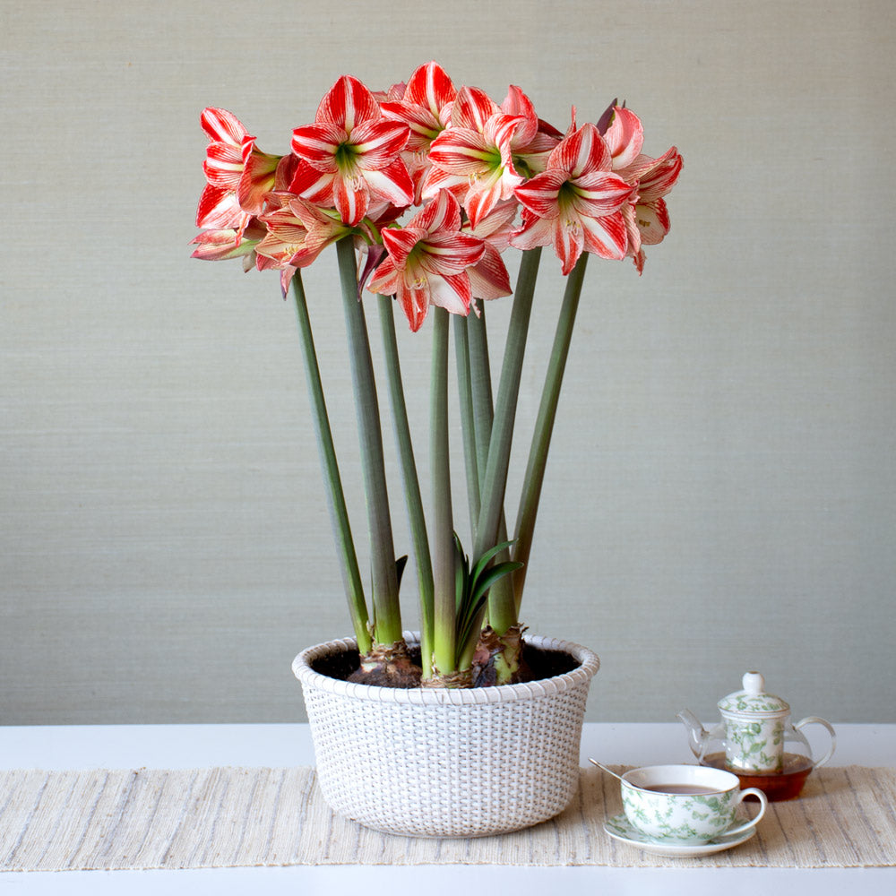Amaryllis 'Fairytale,' 3 bulbs and large white Nantucket basket kit