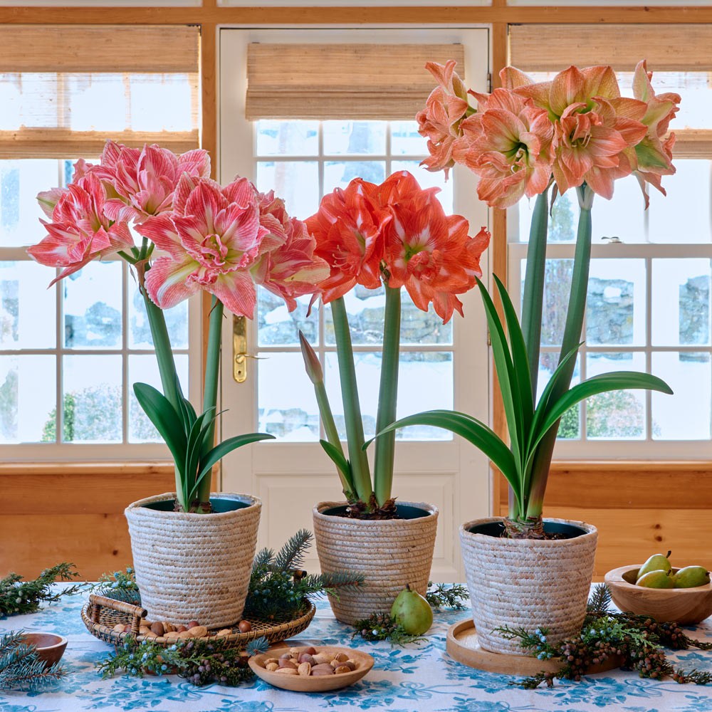 Fancy Nymph Amaryllis Trio, 3 bulbs in natural jute baskets