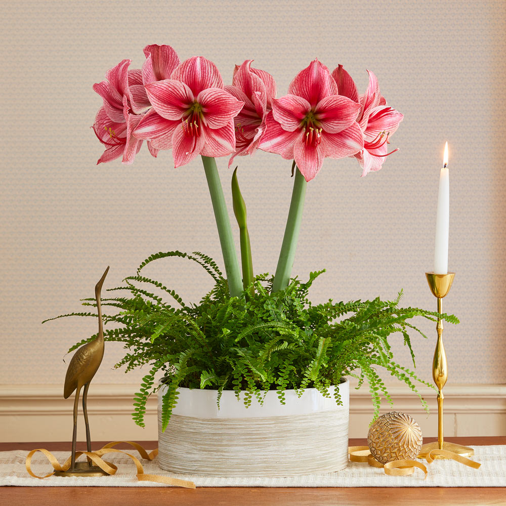 Amaryllis 'Fantasy'