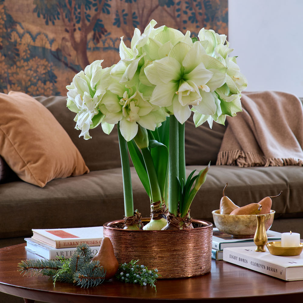 Amaryllis 'Marilyn'