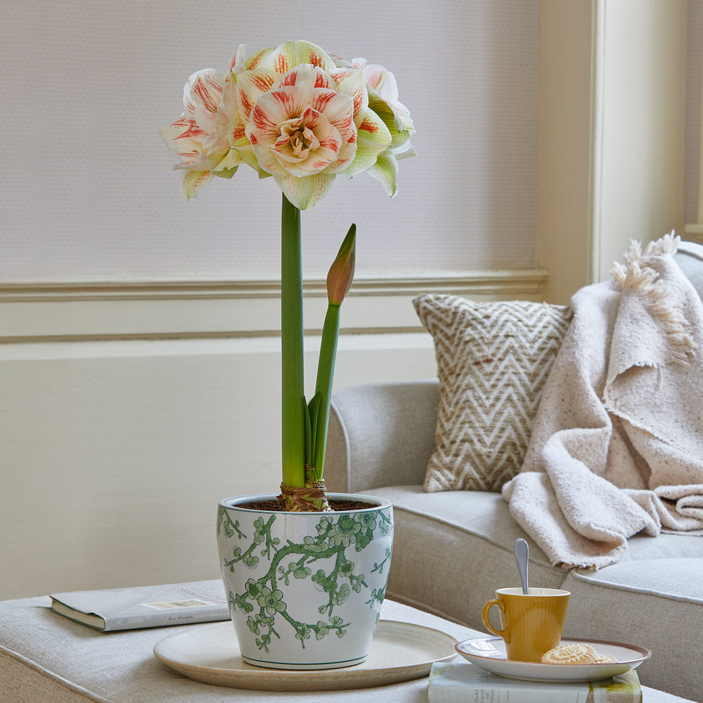 Amaryllis 'Nymph,' one bulb and Imperial Chinoiserie Cachepot Kit