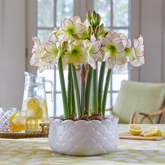 Amaryllis 'Picasso,' 3 bulbs and white scalloped bowl kit