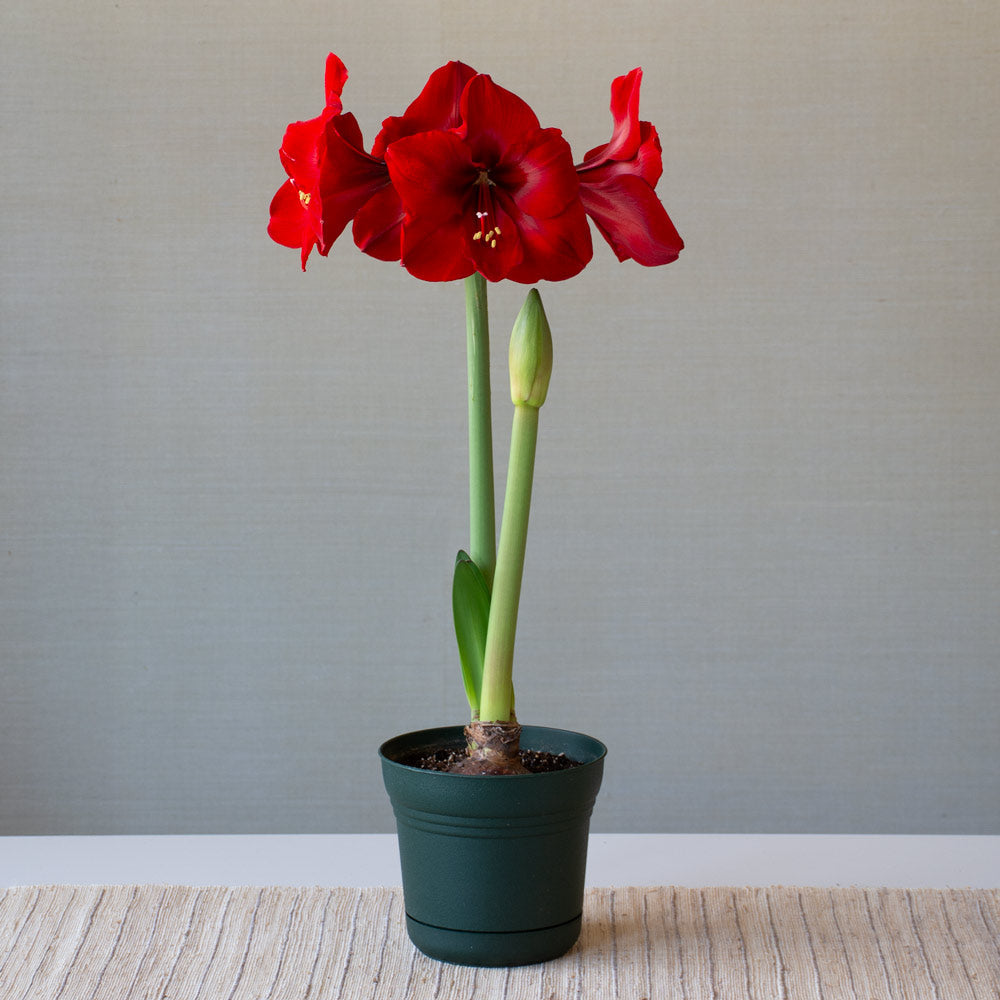 Amaryllis 'Red Cardinal,' one bulb in nursery pot