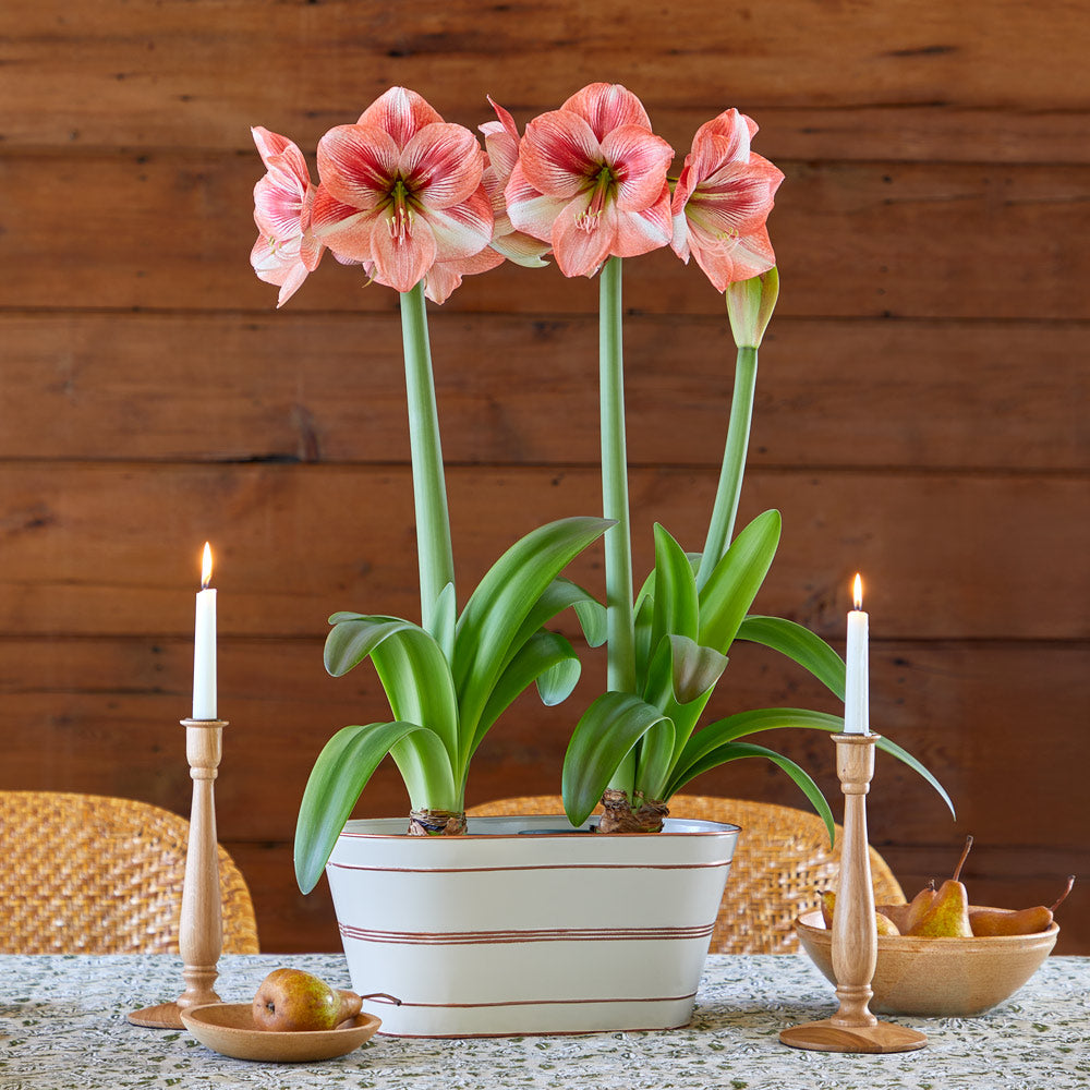 Amaryllis 'Provence'