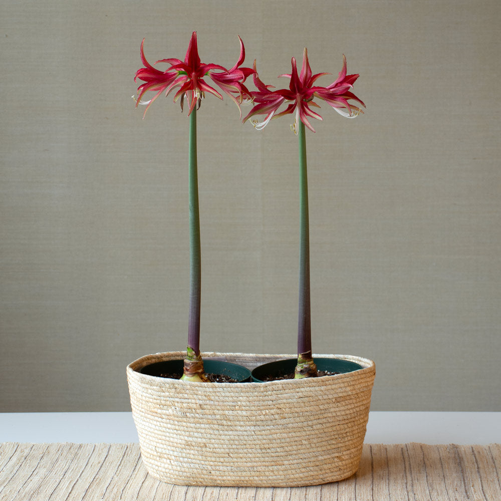 Amaryllis 'Quito,' two nursery pots in natural jute basket