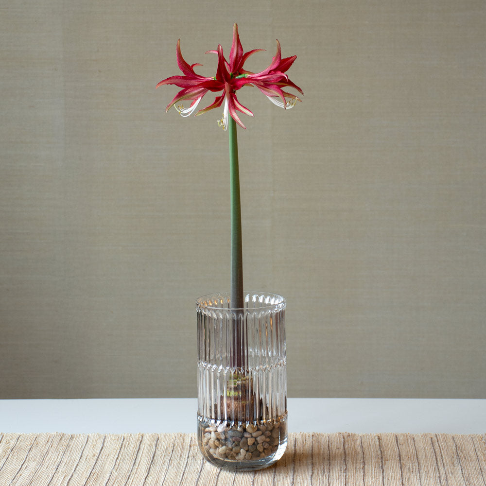Amaryllis 'Quito,' one bulb with ribbed glass vase kit