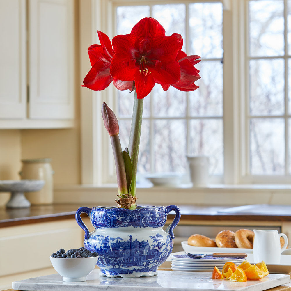 Amaryllis 'Red Cream'