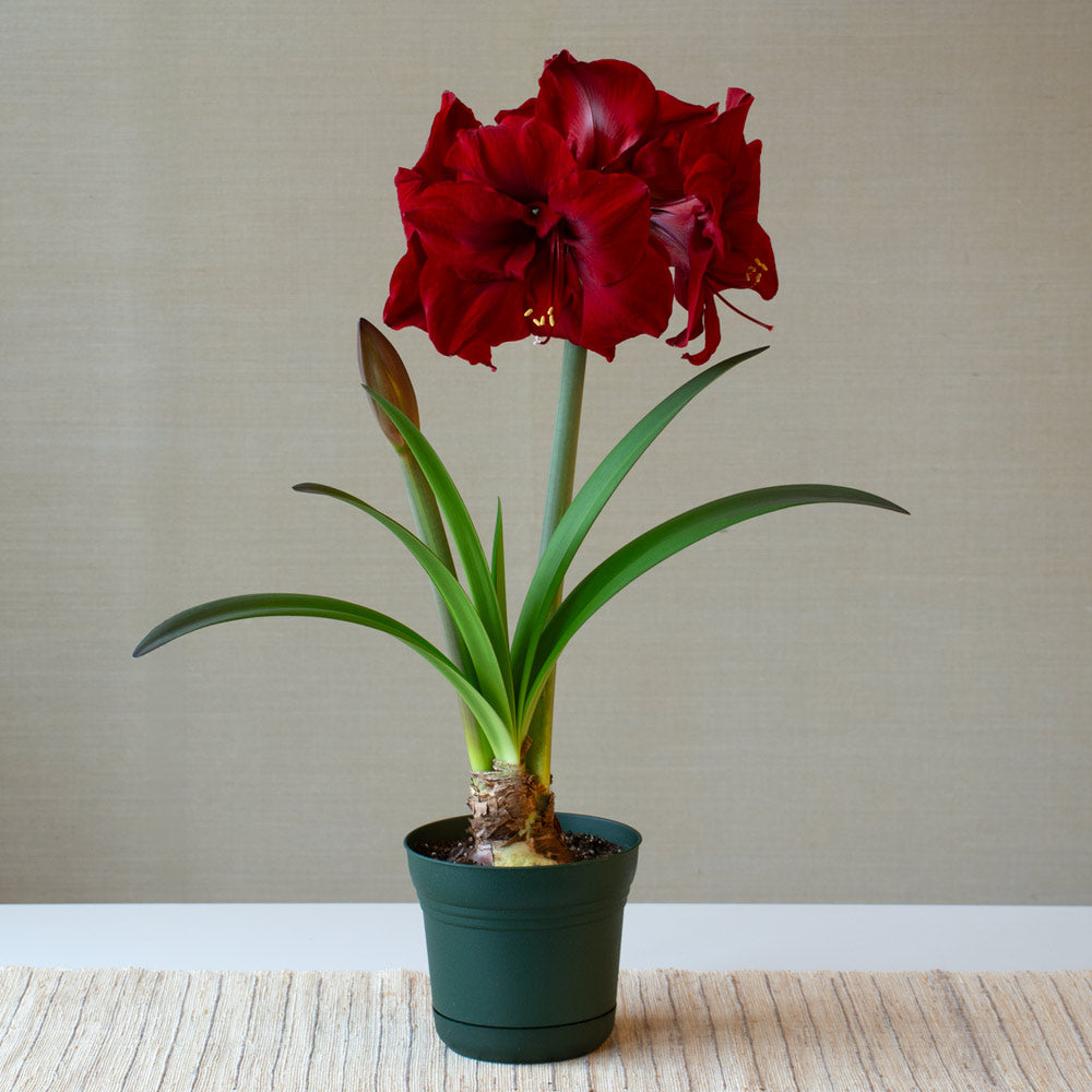 Amaryllis 'Red Dream,' one bulb in nursery pot