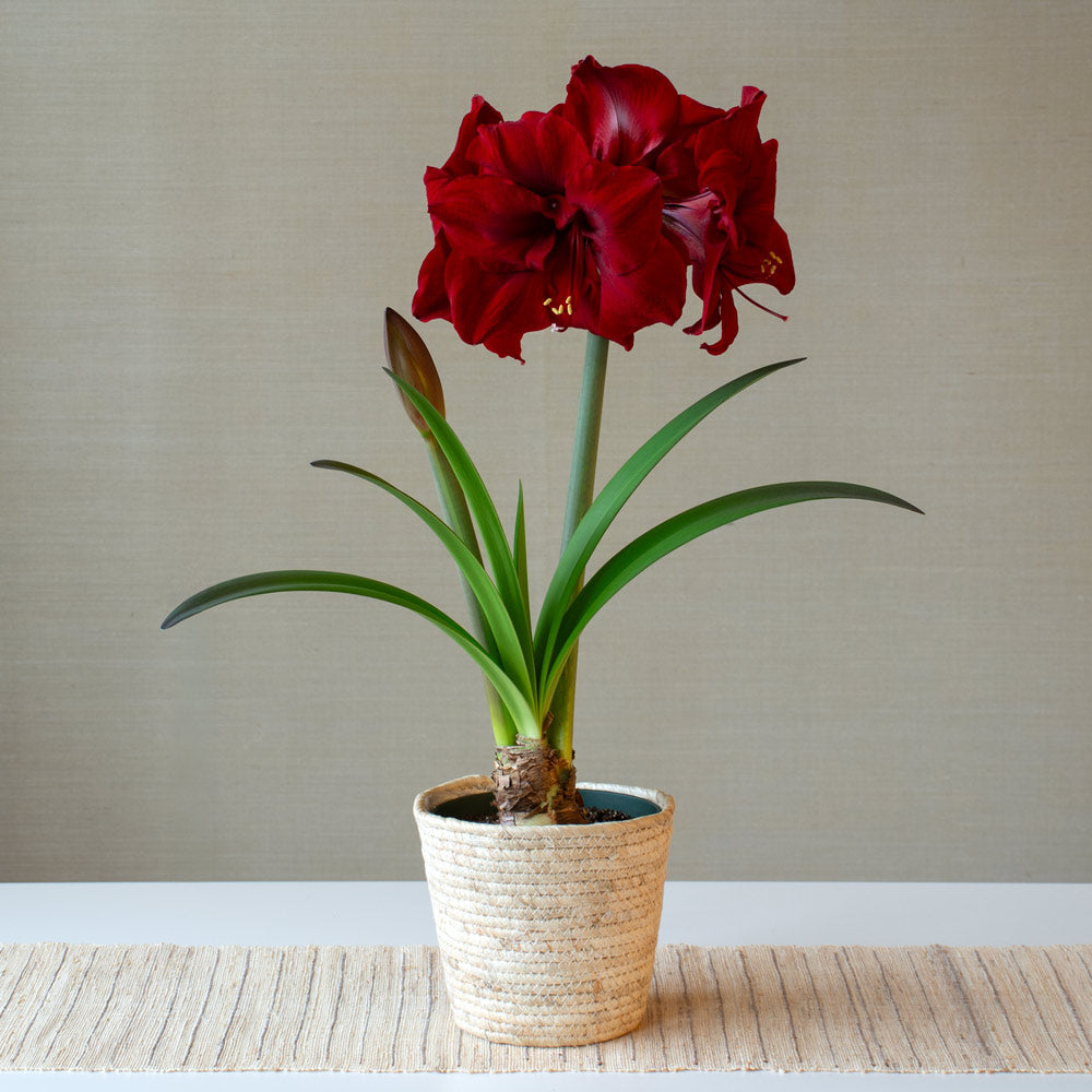 Amaryllis 'Red Dream,' one bulb in natural jute basket