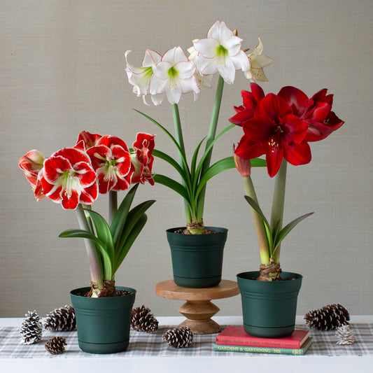 Classic Trio of Amaryllis, 3 bulbs in nursery pots