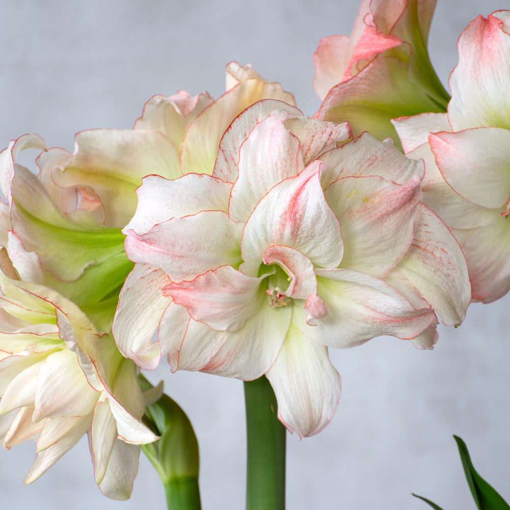 Amaryllis 'Aphrodite,' one bulb in cream tin