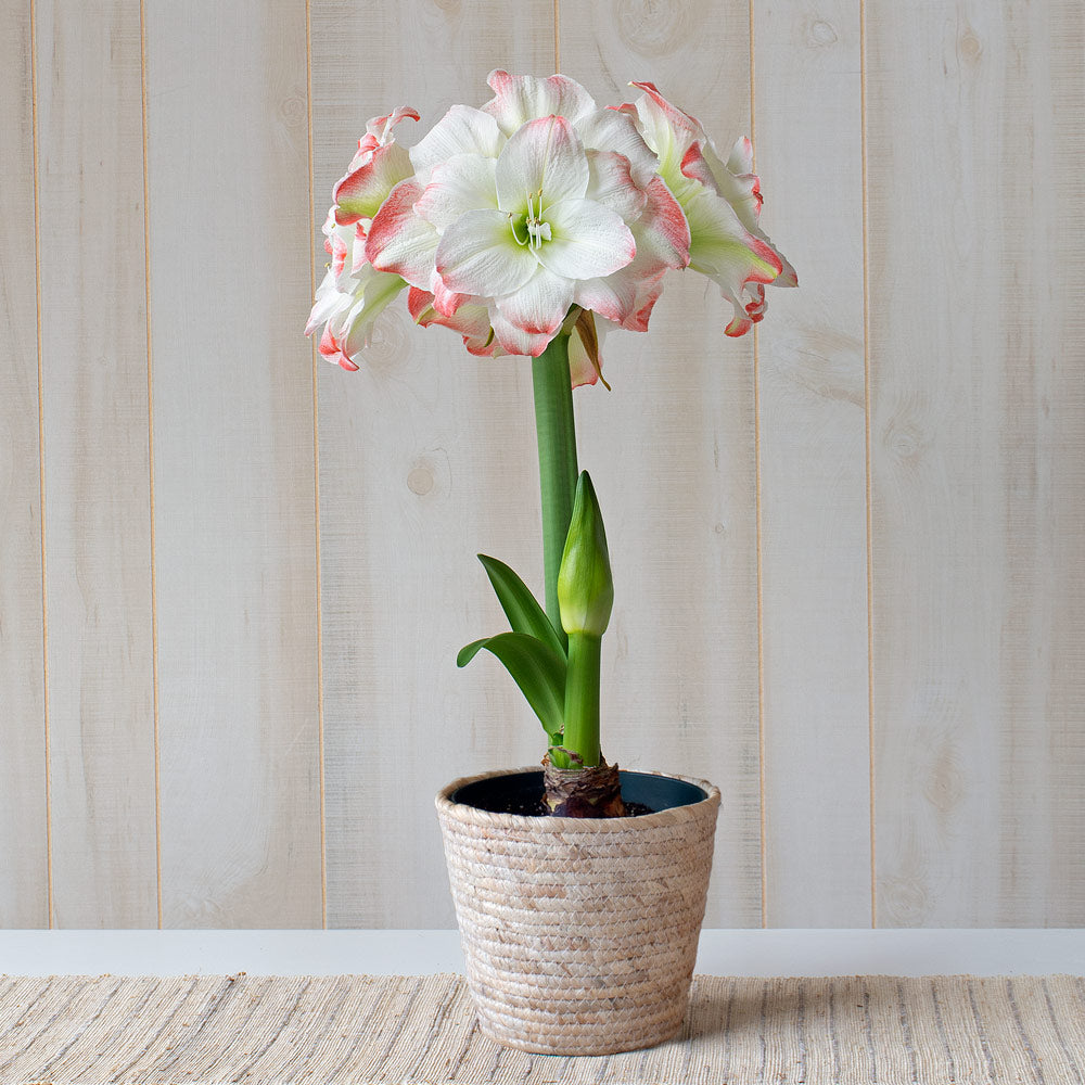 Amaryllis 'Candy Amadeus,' one bulb in natural jute basket