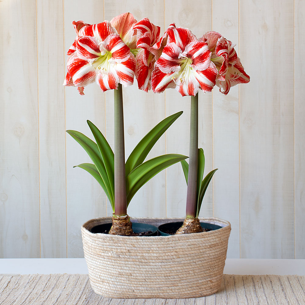 Amaryllis 'Clown,' two nursery pots in natural jute basket