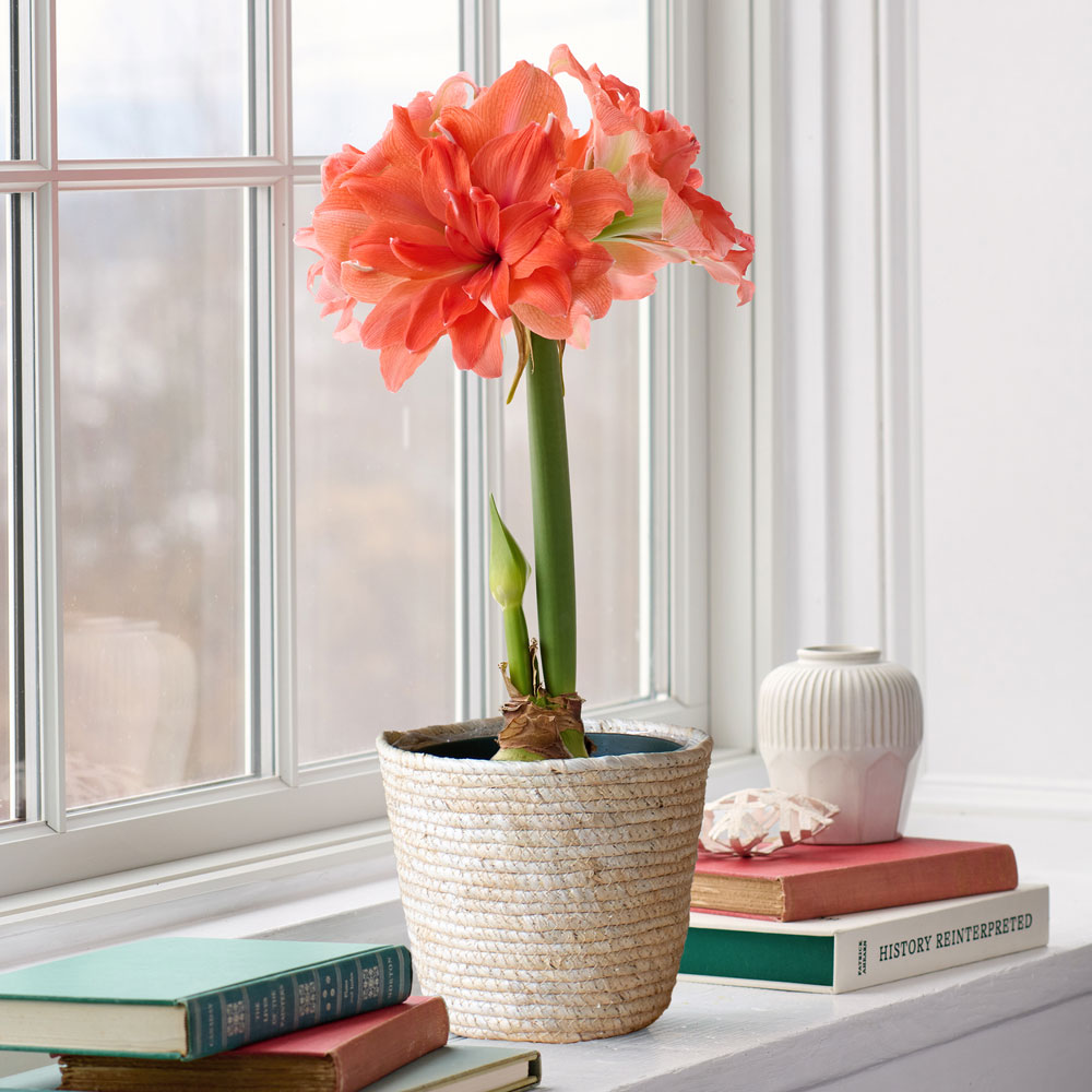 Amaryllis 'Coral Belle,' one bulb in natural jute basket