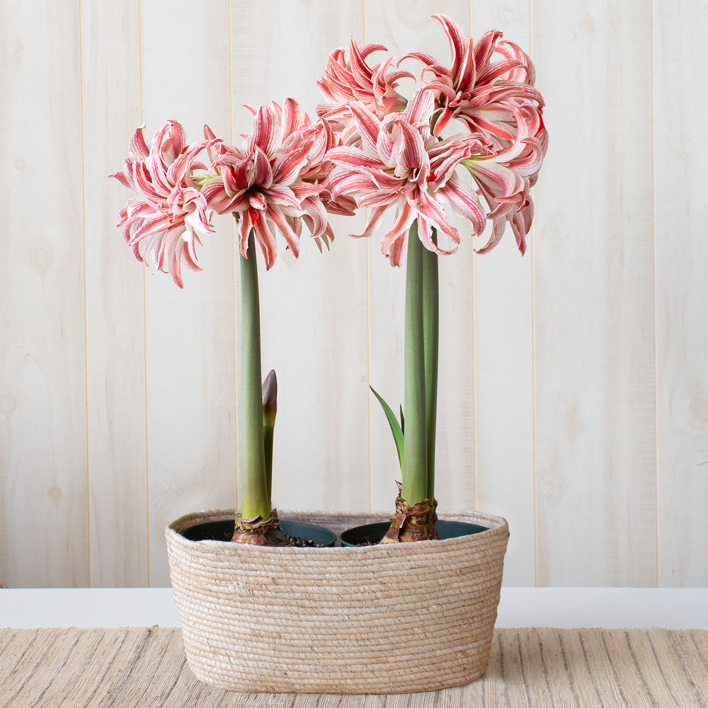 Amaryllis 'Doublet,' two nursery pots in natural jute basket