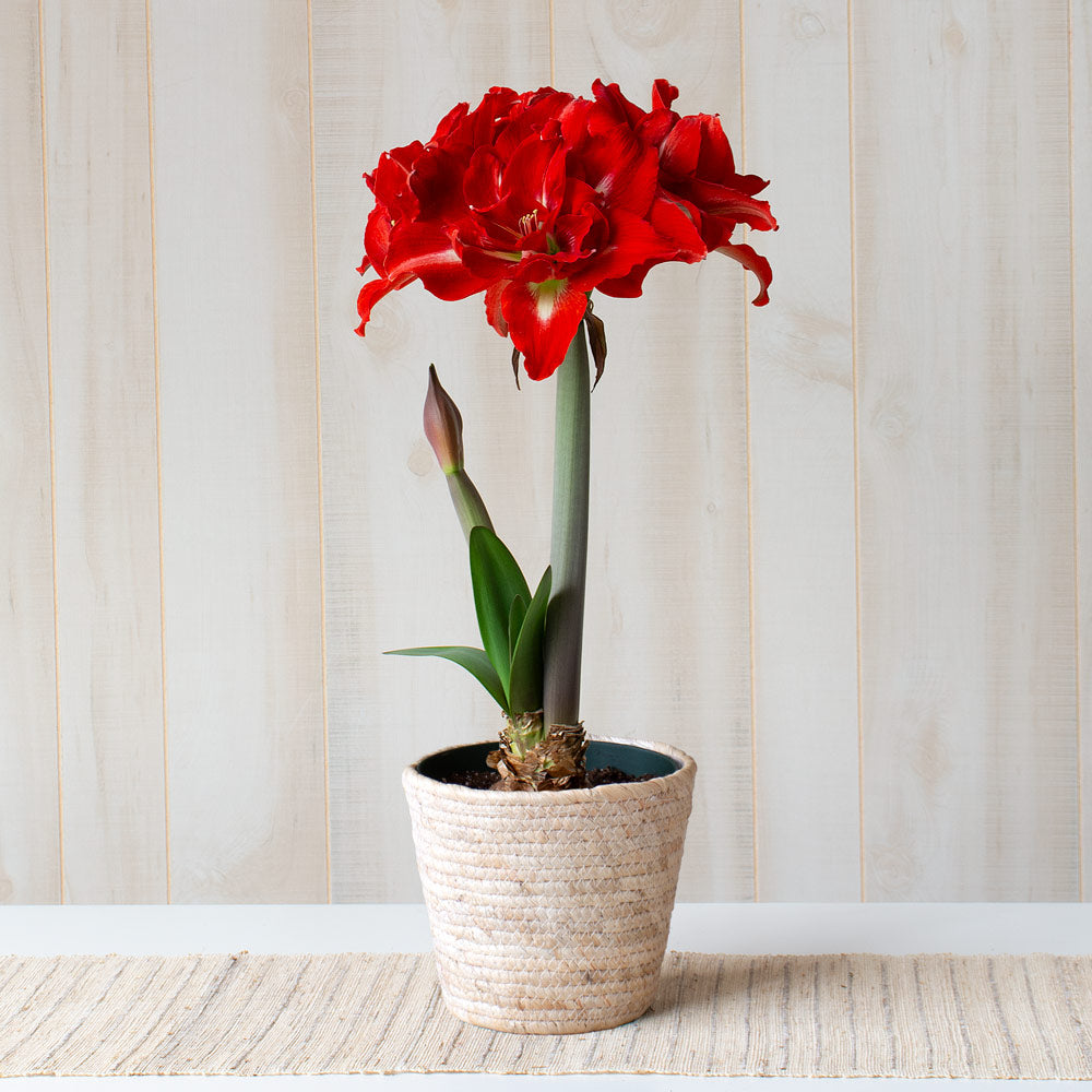 Amaryllis 'Happy Nymph,' one bulb in natural jute basket