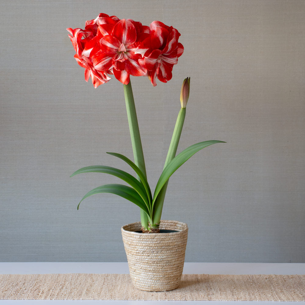 Amaryllis 'Jolly Majesty,' one bulb in natural jute basket