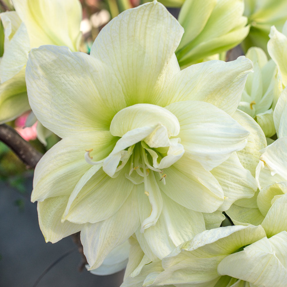 Amaryllis 'Marilyn,' one bulb in natural jute basket