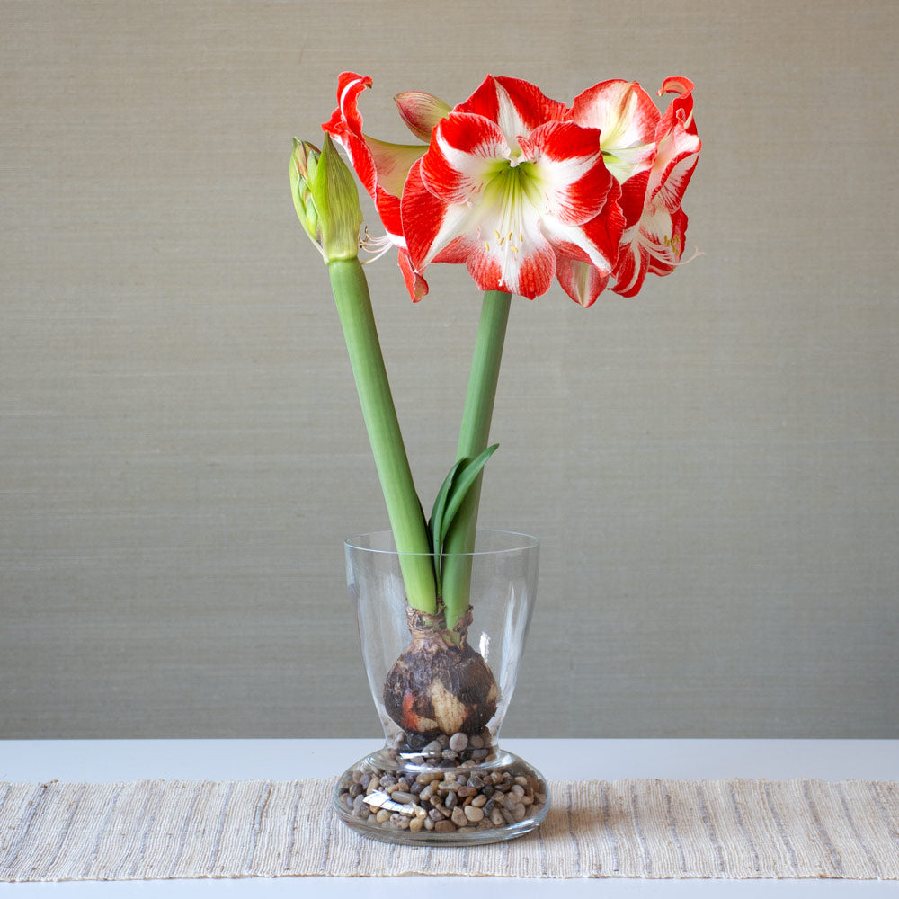 Amaryllis 'Mascotte,' one bulb with Dutch hurricane vase kit