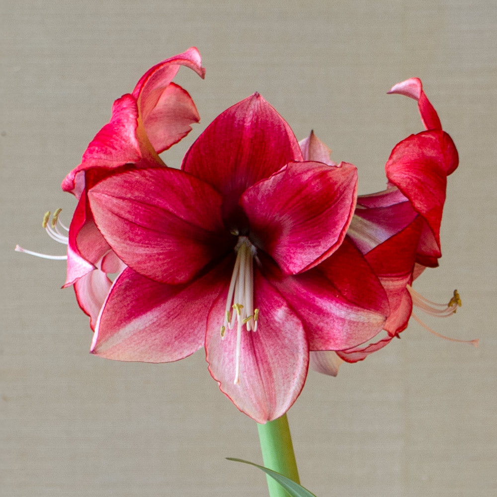 Amaryllis 'Passie Dream,' one bulb in gray rope basket