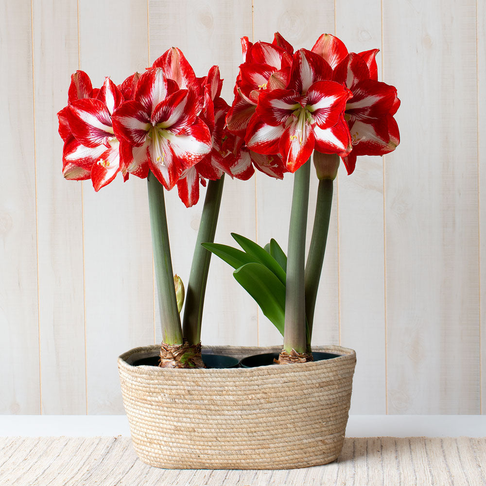 Amaryllis 'Pierrot,' two nursery pots in natural jute basket