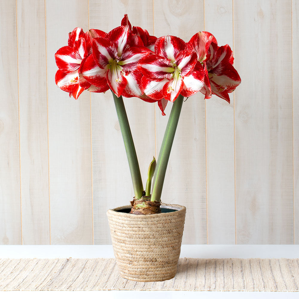 Amaryllis 'Pierrot,' one bulb in natural jute basket