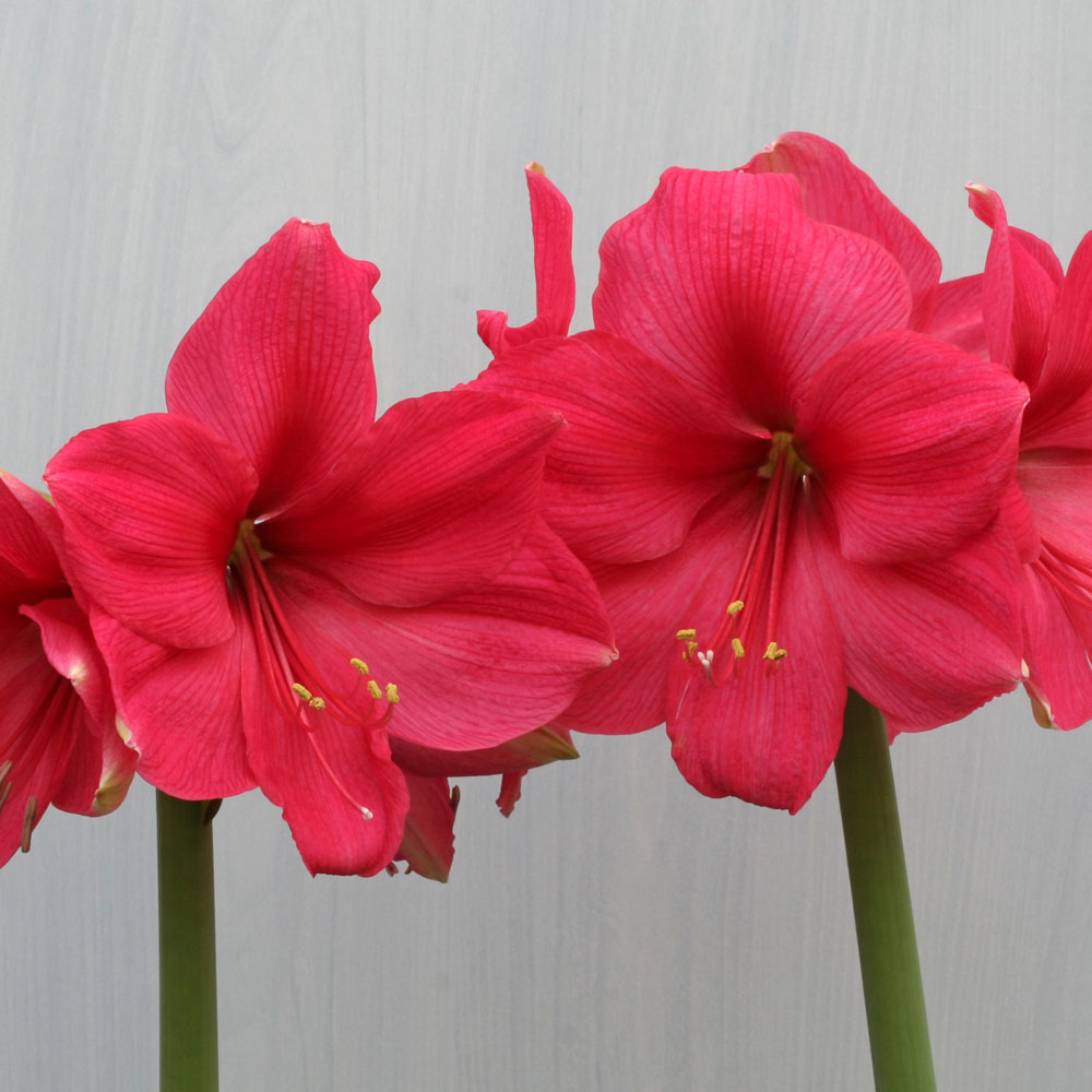 Amaryllis 'Pink Surprise,' one bulb with ribbed glass vase kit