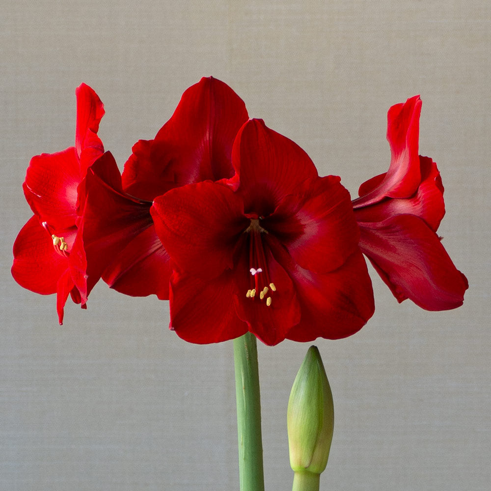 Amaryllis 'Red Cardinal,' two nursery pots in natural jute basket