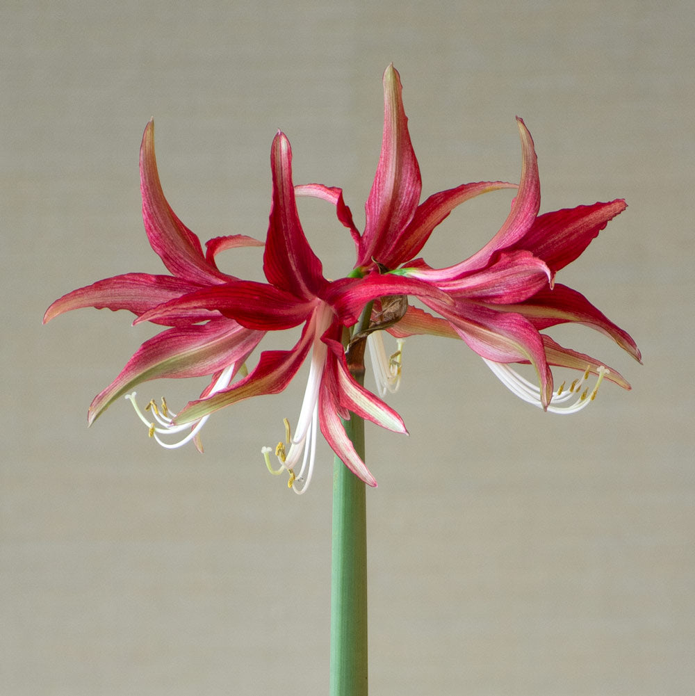 Amaryllis 'Quito,' one bulb in nursery pot