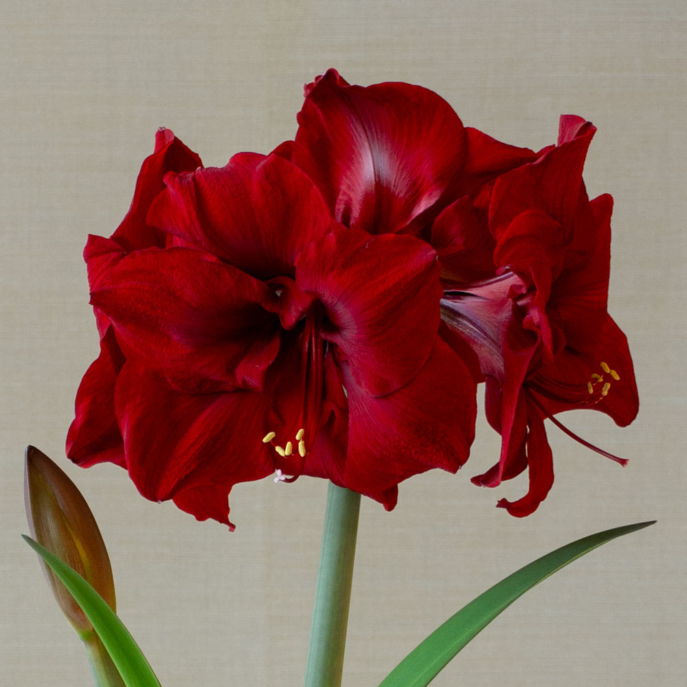 Amaryllis 'Red Dream,' one bulb in natural jute basket