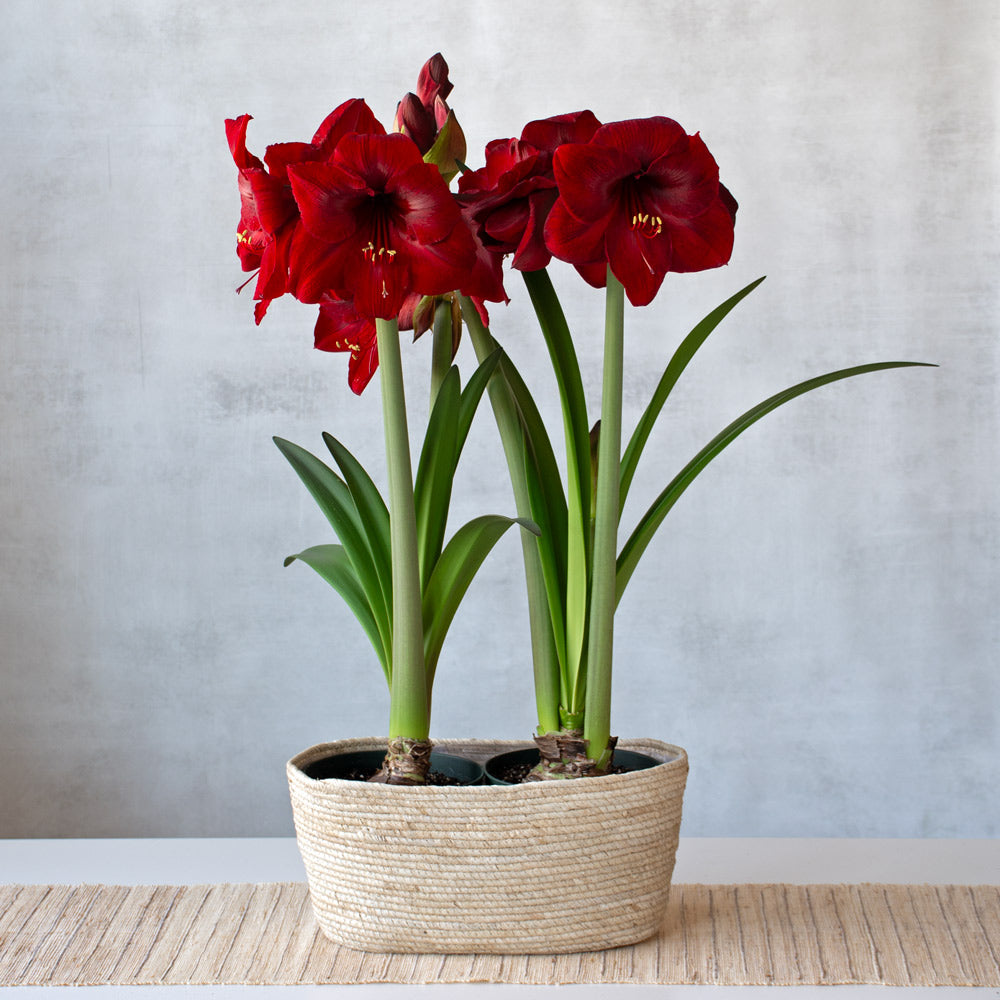 Amaryllis 'Red Reality,' two nursery pots in natural jute basket