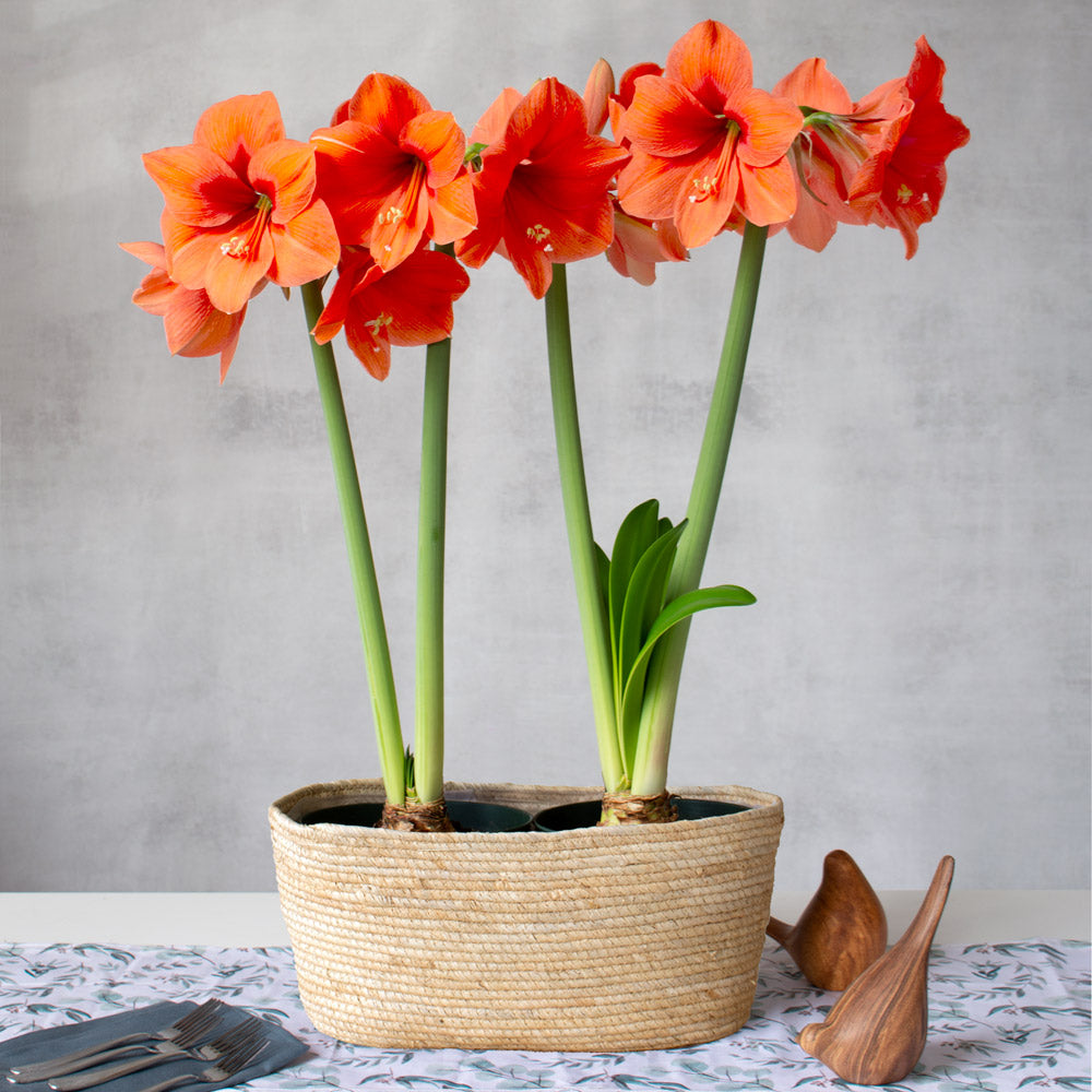 Amaryllis 'Rilona,' two nursery pots in natural jute basket