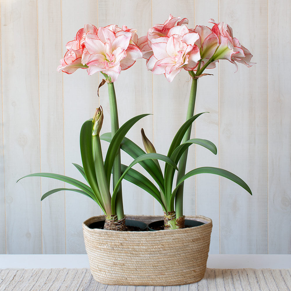 Amaryllis 'Striped Amadeus,' two nursery pots in natural jute basket