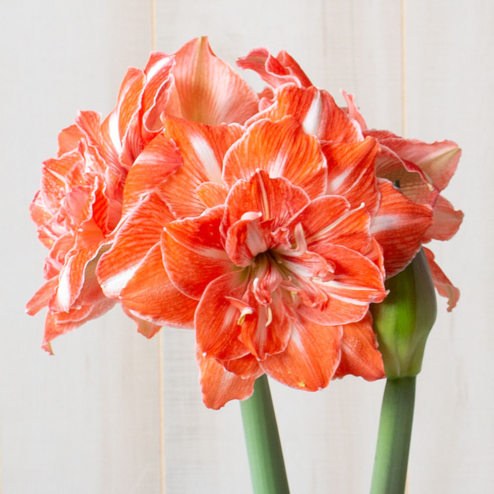 Amaryllis 'Sunshine Nymph,' one bulb in white ceramic cachepot