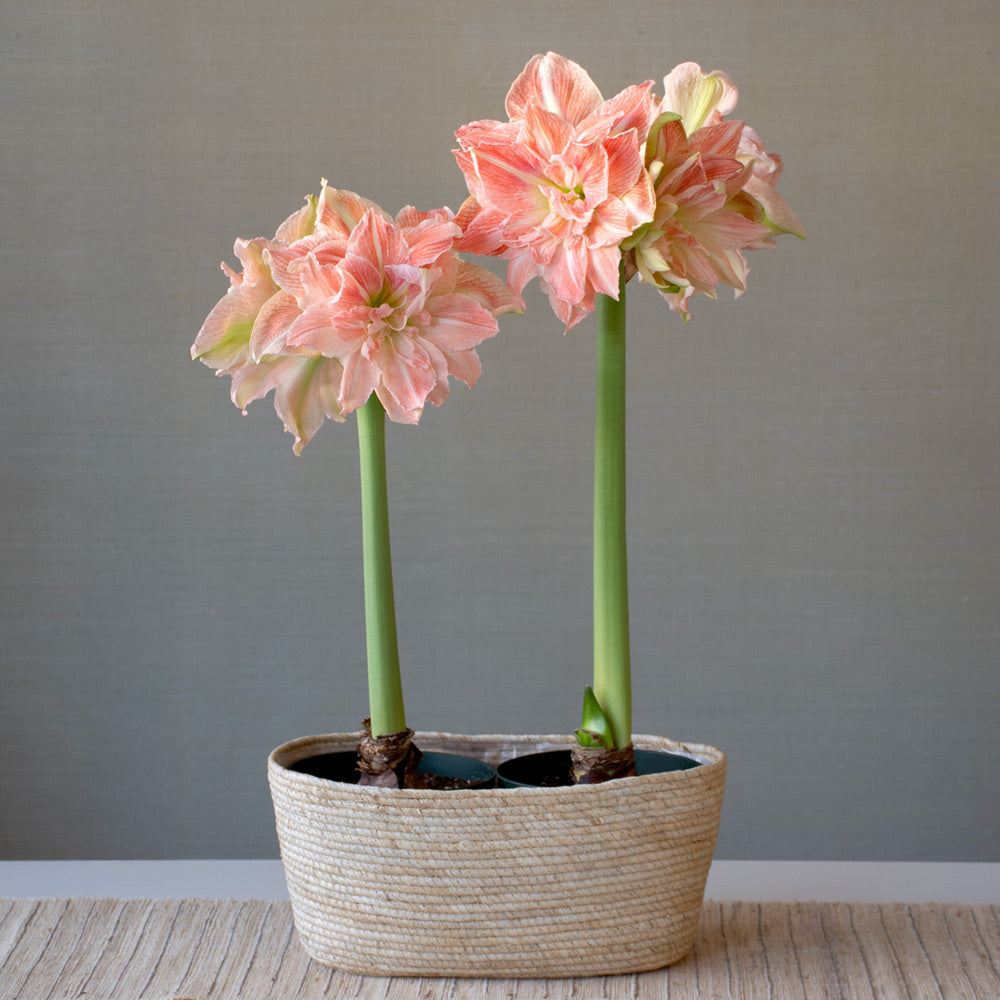 Amaryllis 'Sweet Amadeus,' two nursery pots in natural jute basket