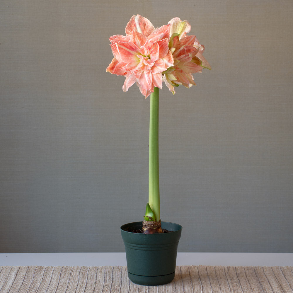 Amaryllis 'Sweet Amadeus,' one bulb in nursery pot