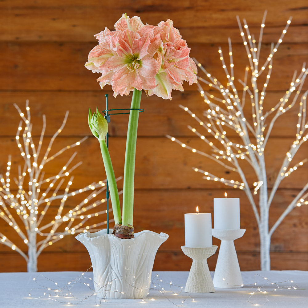Amaryllis 'Sweet Amadeus,' one bulb and Flared Tree Ceramic Cachepot kit
