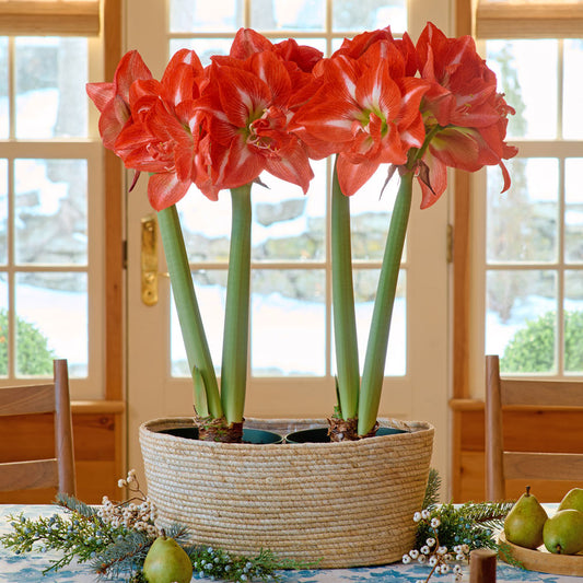 Amaryllis 'Tropical Nymph,' two nursery pots in natural jute basket