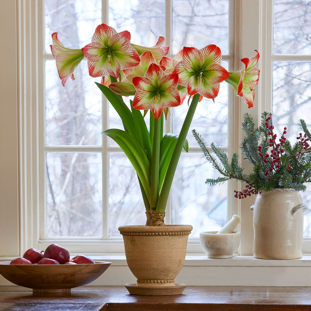 Amaryllis 'Tropical Sensation'