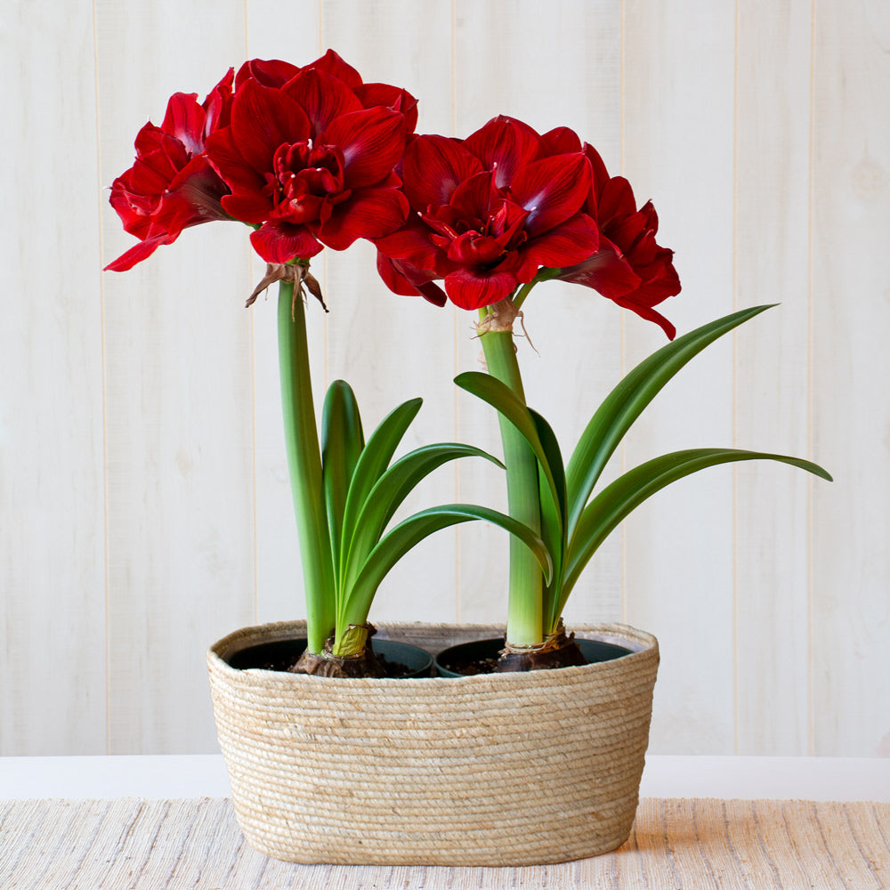 Amaryllis 'Velvet Nymph,' two nursery pots in natural jute basket